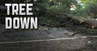 Tree Down – Richland Township